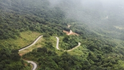 Первый общественный лес во Вьетнаме получил международный сертификат