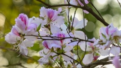 Сезон цветов баухинии в Ханое