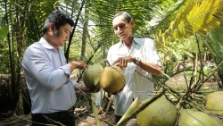 Экспорт вьетнамского кокосов достигнет 1 млрд долларов США в 2023 году