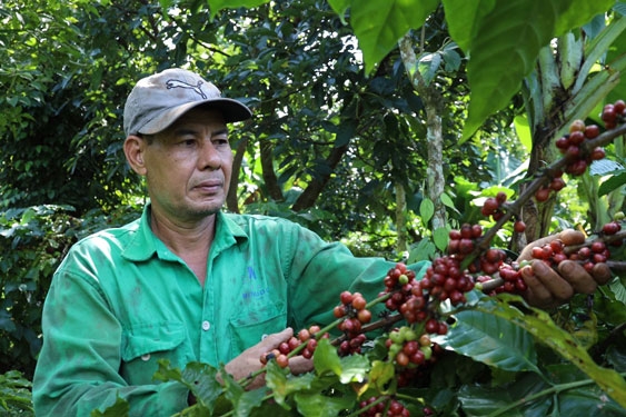 Поиск способов повышения стоимости вьетнамского кофе