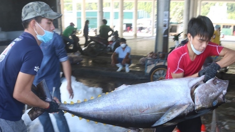 В провинции Кханьхоа создан фонд поддержки развития рыбного хозяйства