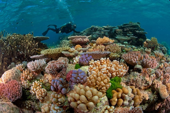 Австралия окажет поддержку Вьетнаму в защите коралловых рифов от изменения климата