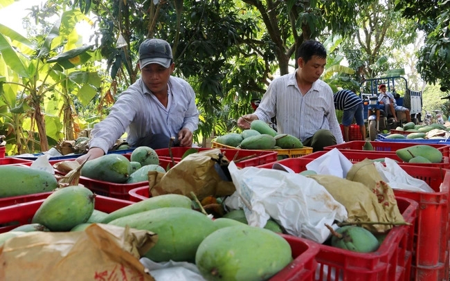 Вьетнам занимает 13-е место в списке крупнейших поставщиков манго в США