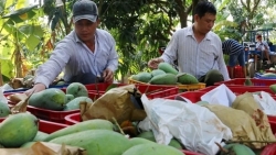 Вьетнам занимает 13-е место в списке крупнейших поставщиков манго в США