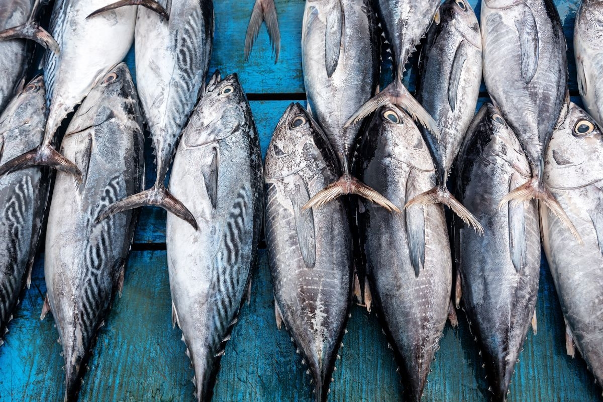 Экспорт тунца из Вьетнама в Россию вырос вдвое