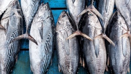 Экспорт тунца из Вьетнама в Россию вырос вдвое