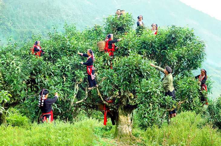 105 чайных деревьев «Шантует» в провинции Лаокай признано наследием Вьетнама