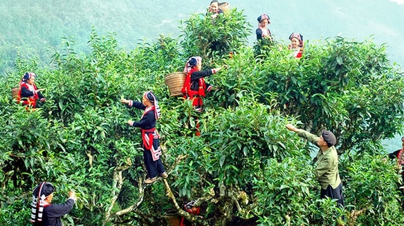 105 чайных деревьев «Шантует» в провинции Лаокай признано наследием Вьетнама