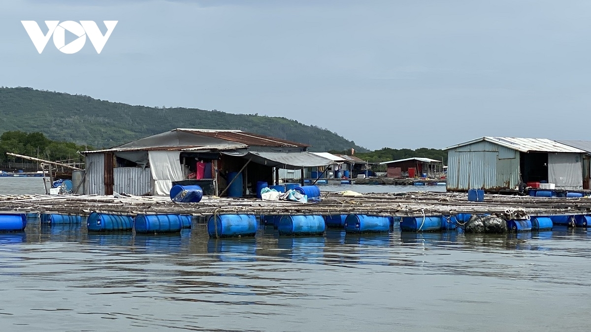 Повышение цены на рыбу радует фермеров рыбоводного хозяйства в провинции Бариа-Вунгтау