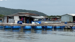 Повышение цены на рыбу радует фермеров рыбоводного хозяйства в провинции Бариа-Вунгтау