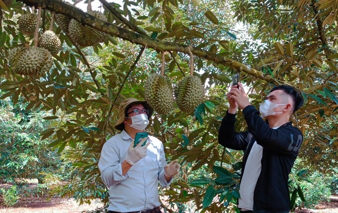 Китайская таможня высоко ценит районы выращивания вьетнамского дуриана
