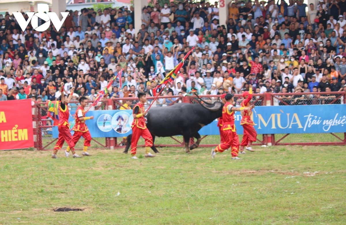 Уникальный Фестиваль буйволиных боев 2022 года в Дошоне