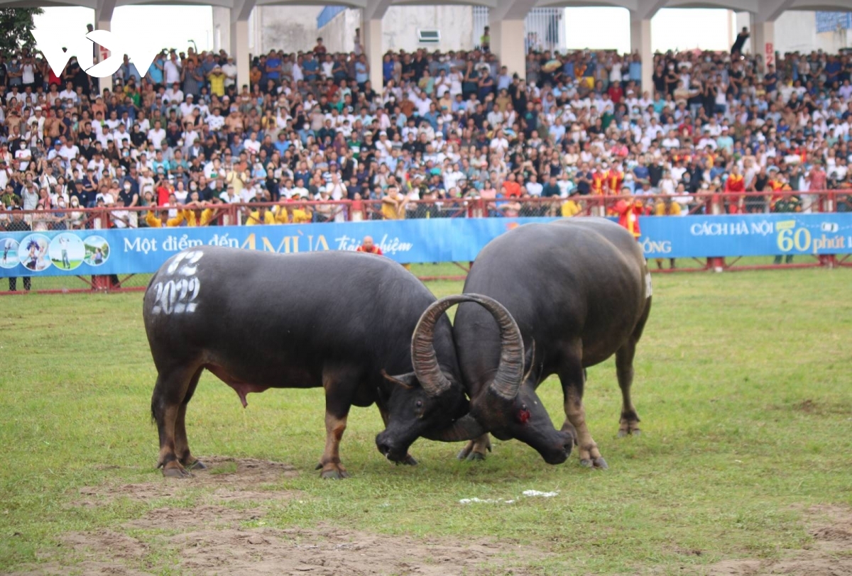 Уникальный Фестиваль буйволиных боев 2022 года в Дошоне