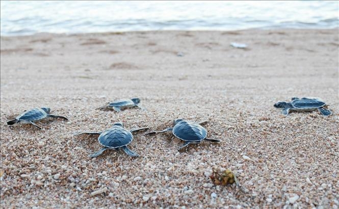 Около 123.000 морских черепах выпущены обратно в море