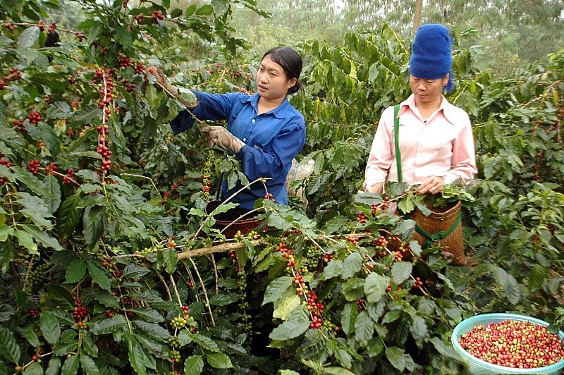 Возможности для продвижения торговли и потребления вьетнамских кофейных продуктов в Индии