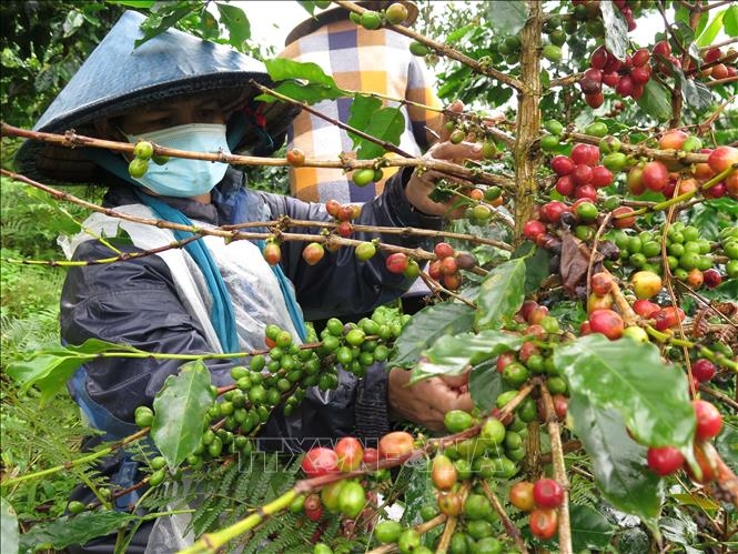 Влияние изменения климата на вьетнамских производителей кофе