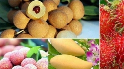 Вьетнам планирует к 2025 году увеличить экспорт фруктов на сумму более 5 млрд. долл. США
