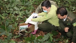 Национальный парк Кукфыонг выпустил диких животных на природу