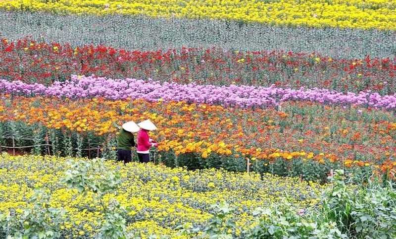 Ханой: уезд Мелинь впервые проводит фестиваль цветов