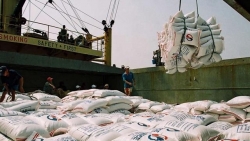Экспортная цена вьетнамского риса показала самый высокий уровень в мире