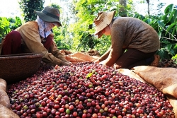 Экспорт кофе из Вьетнама может достичь отметки в 4 млрд. долл. США