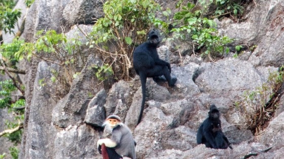 В заповеднике Куангбинь обнаружены редкие приматы