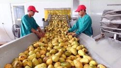 Вьетнам рассчитывает на $4 млрд экспорта фруктов в 2023 году