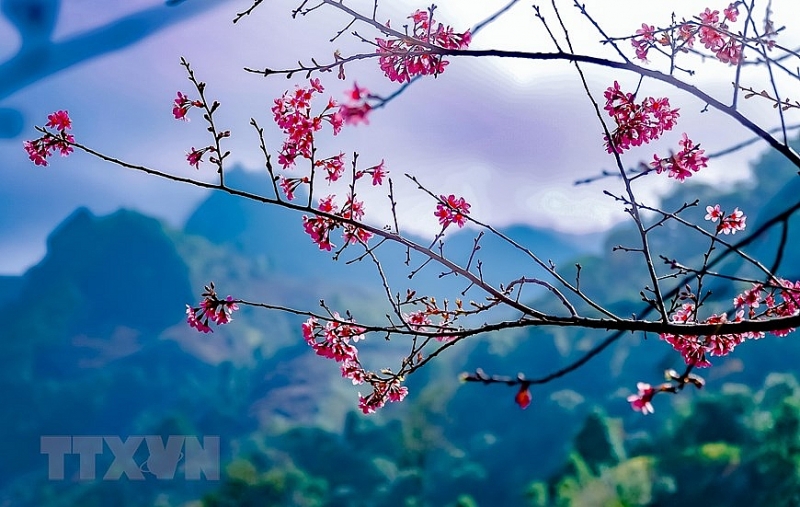 Яркие цветы тoзая в горных лесах Северо-Западного Вьетнама