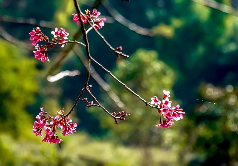 Яркие цветы тoзая в горных лесах Северо-Западного Вьетнама