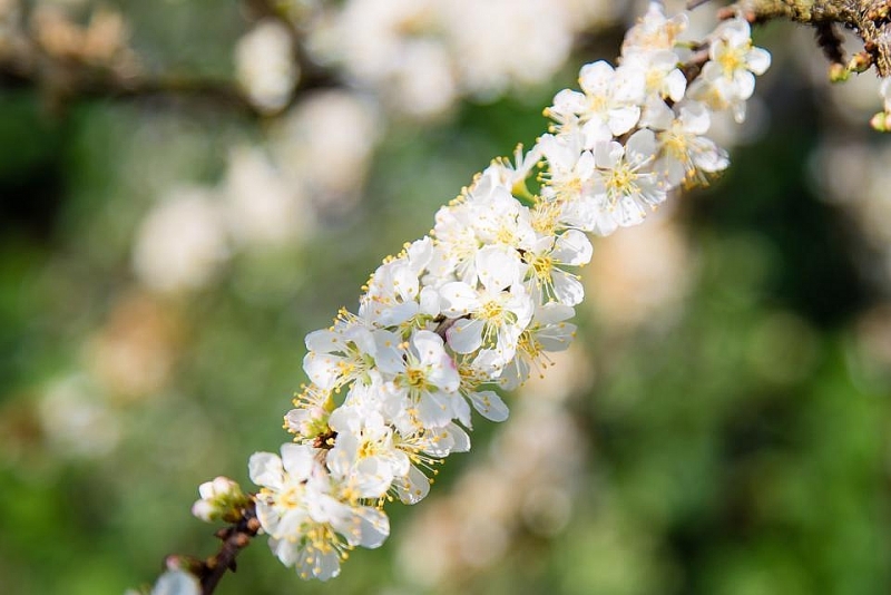 Сезон цветения сливы в Мокчау