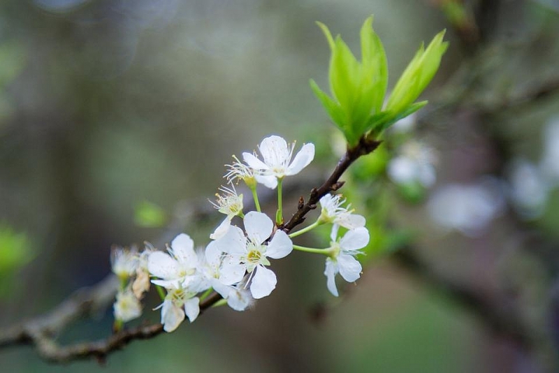 Сезон цветения сливы в Мокчау