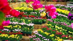 С марта вьетнамским предприятиям вновь разрешили экспортировать цветы на рынок Австралии
