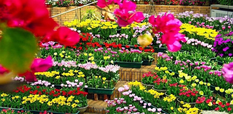 С марта вьетнамским предприятиям вновь разрешили экспортировать цветы на рынок Австралии