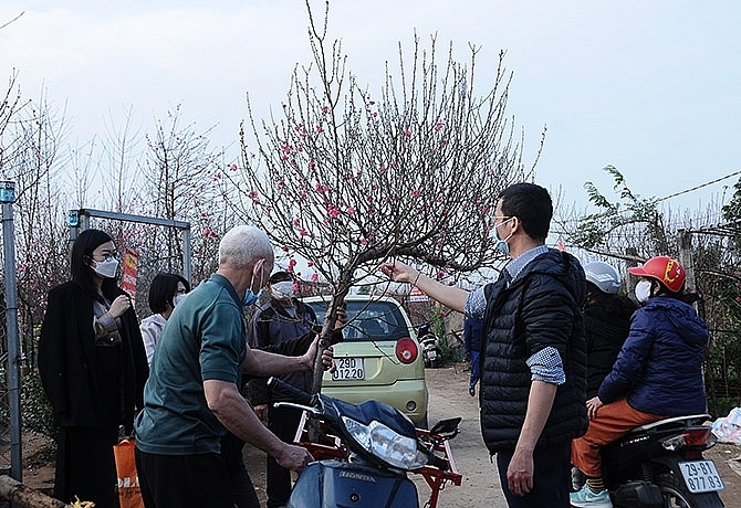 В деревне Няттане ярко расцветают персиковые деревья