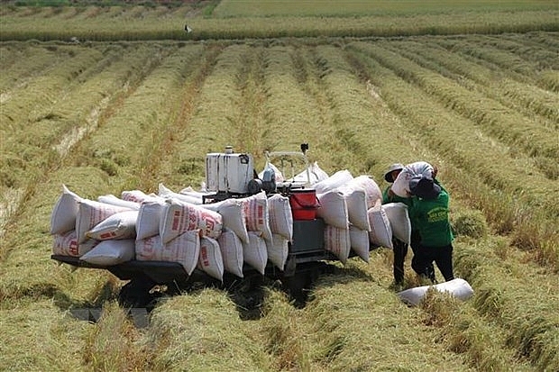 Наблюдается много положительных сигналов для экспорта риса в 2023 году