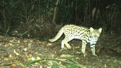 Обнаружены дикие бенгальские кошки в провинции Куангчи