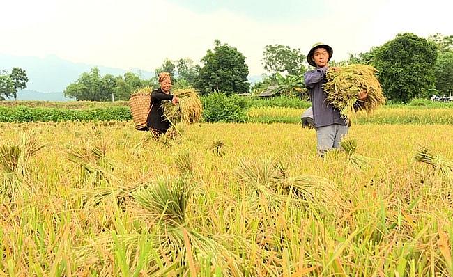 Вьетнам желает стать инновационным центром продовольственной системы в регионе