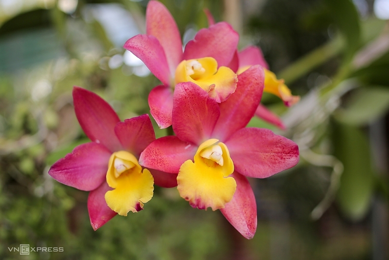 Дананг впервые после окончания эпидемии COVID-19 провел Фестиваль орхидей