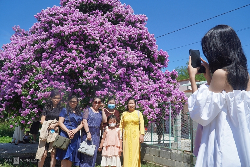 Дерево бангланг привлекает туристов посетить провинцию Биньтхуан