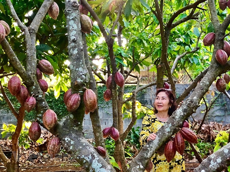 Прогулка по прохладному зеленому саду какао посреди горного городка Буонматхуот
