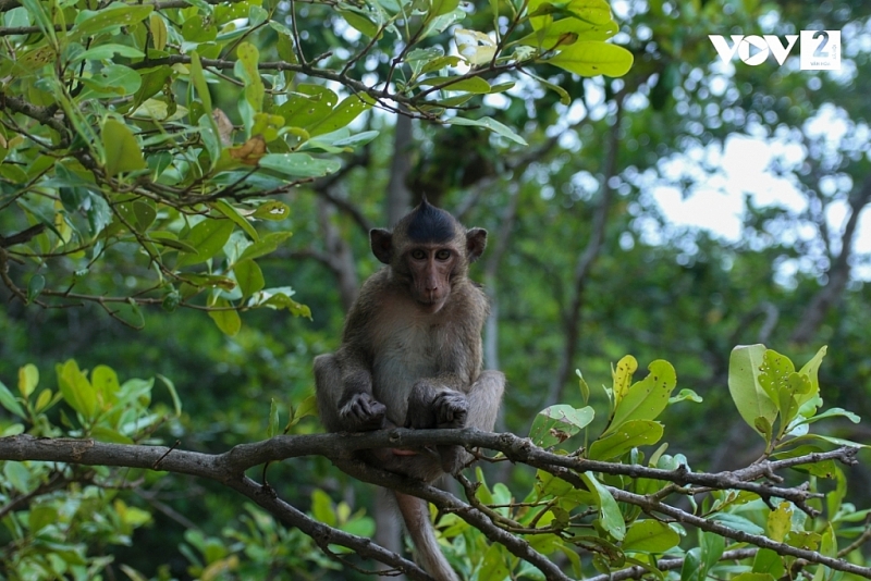 Посещение острова обезьян в уезде Кэнзо