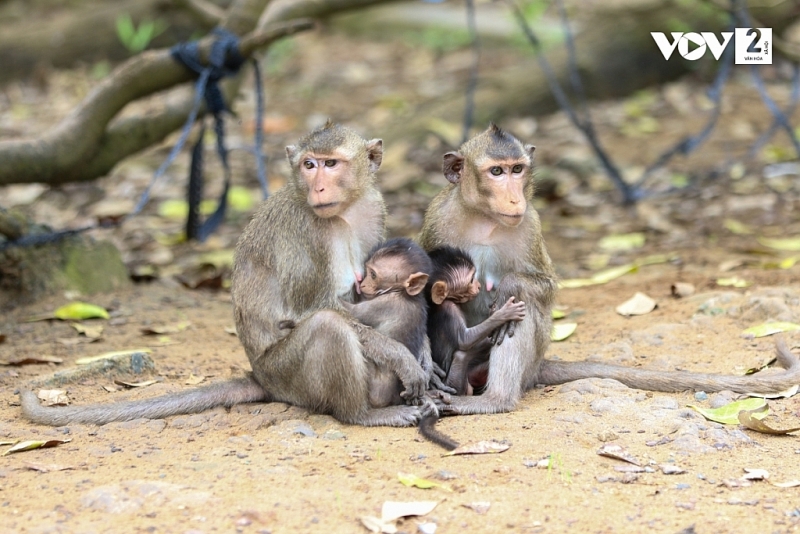 Посещение острова обезьян в уезде Кэнзо