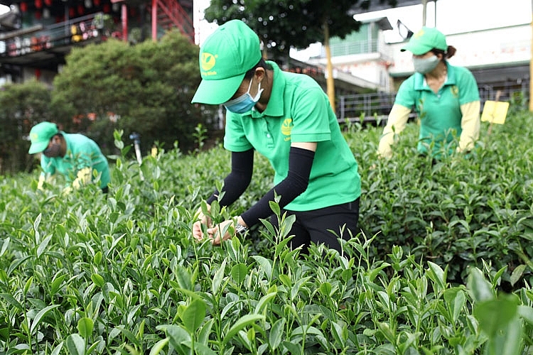 Вьетнам лидирует по экспорту чая на Тайвань (Китай)