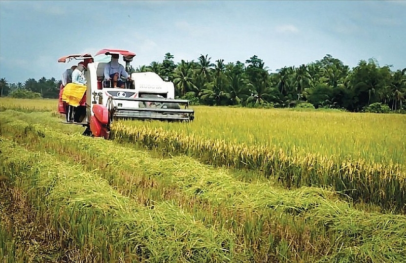 Таиланд и Вьетнам сотрудничают в повышении цены на рис на мировом рынке