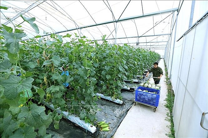 Провинция Бакзянг расширяет высокотехнологичную сельскохозяйственную модель