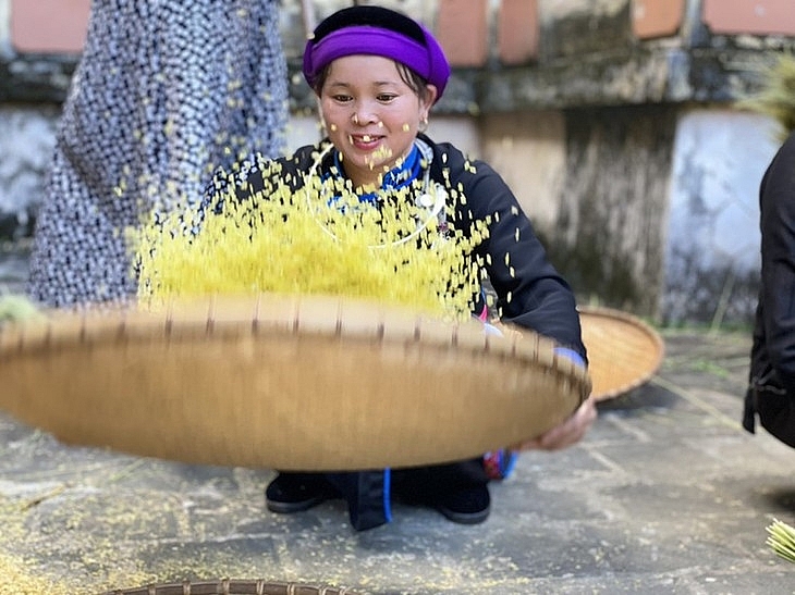 Аромат молодого клейкого риса кома в пору золотой осени в высокогорном уезде Бакха