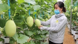 Австралия и Вьетнам имеют большие возможности для развития высокотехнологичного сельского хозяйства