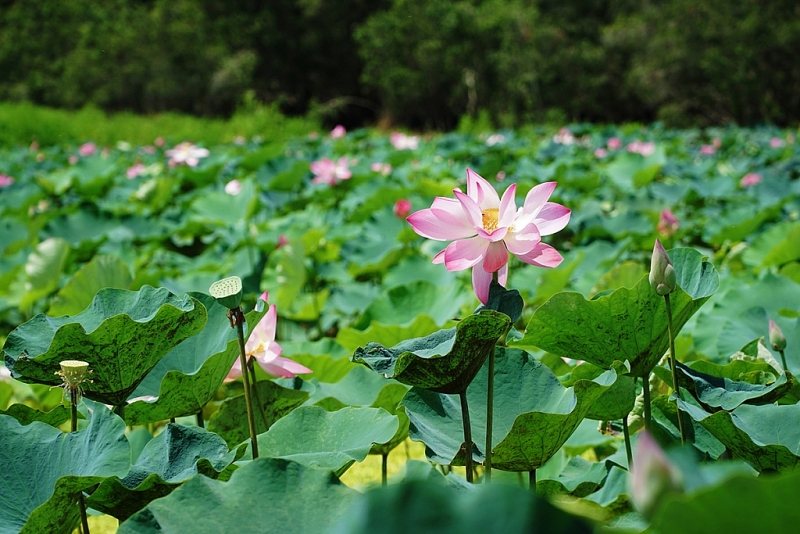 Национальный парк Чамтим привлекает туристов своей собственной красотой