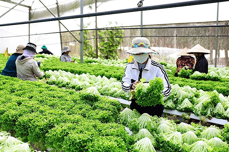 Гидропонные овощи из провинции Ламдонг экспортируются в Сингапур и Южную Корею