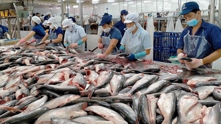 Экспорт пангасиуса на рынок АСЕАН превысит уровень экспорта на рынок ЕС
